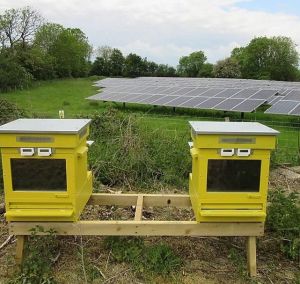 Beehives and solar panels
